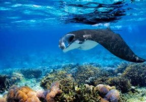 Komodo Manta Ray Season 2027: Where & When to Swim with Mantas