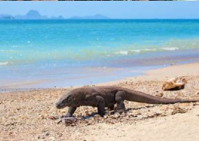 Komodo Dragon Trekking on Komodo vs Rinca: Which Island & What to Expect