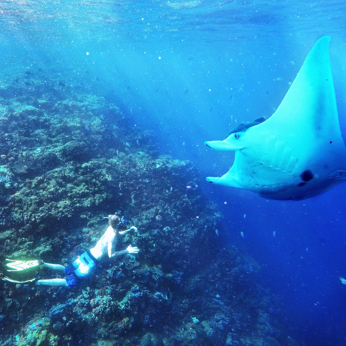 Manta Point & Manta Alley: Komodo’s Two Best Manta Dive Sites Explained
