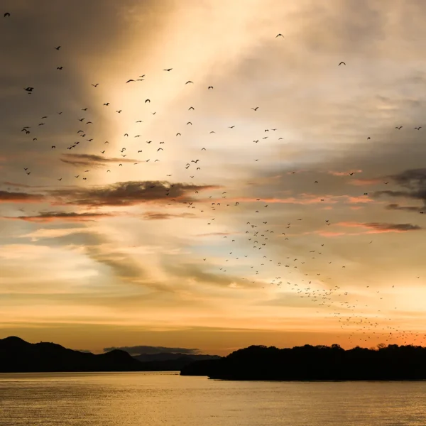 Kalong Island - Flying Fox Bat Island Sunset Experience