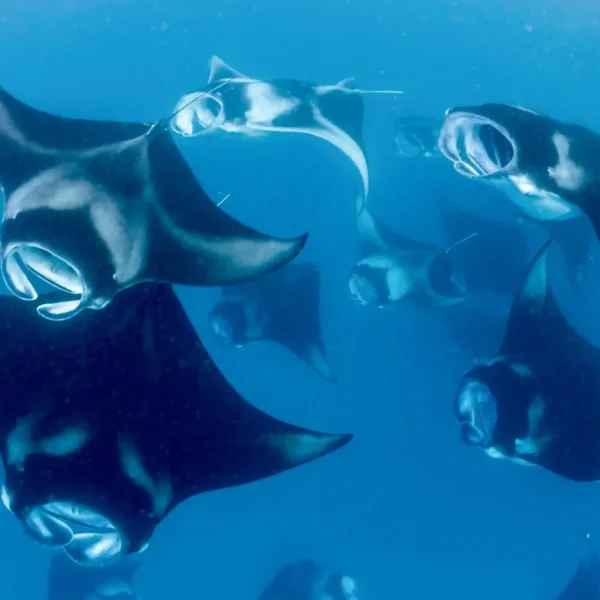 Manta Point - Diving and Snorkeling with Manta Rays in Komodo