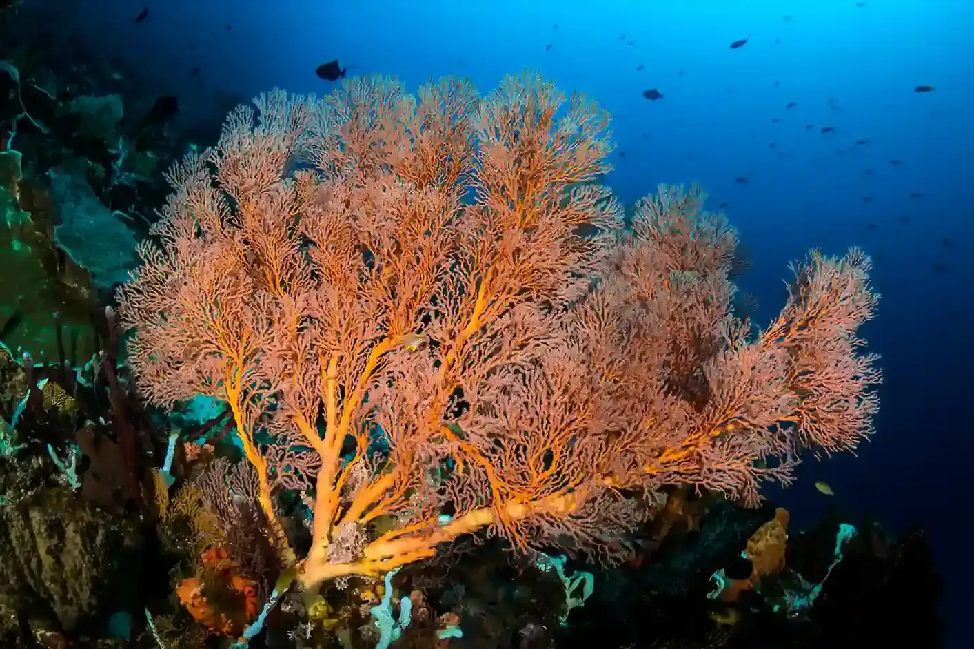 Hard coral garden on a reef in Komodo National Park