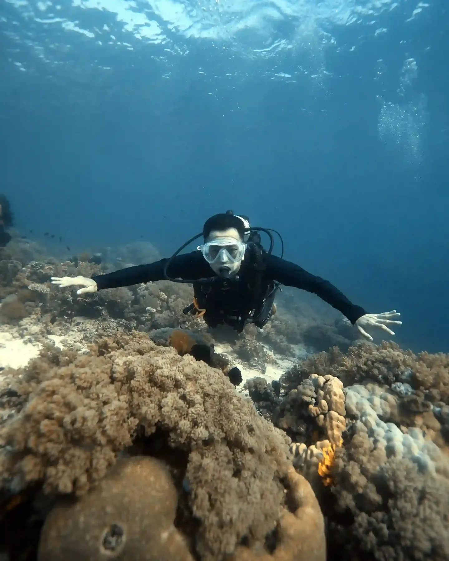Scuba diver descending on a reef wall in Komodo National Park