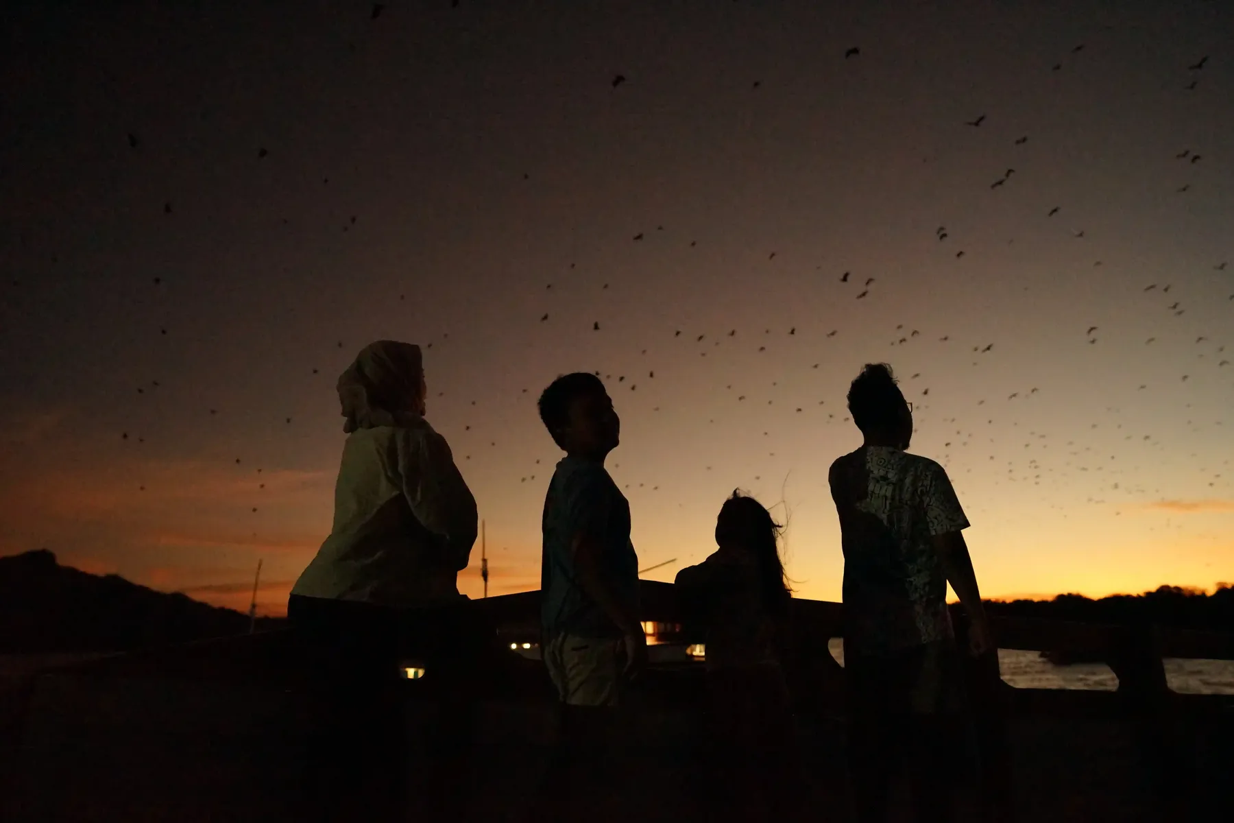 Flying foxes lifting off the Kalong Island mangroves at dusk