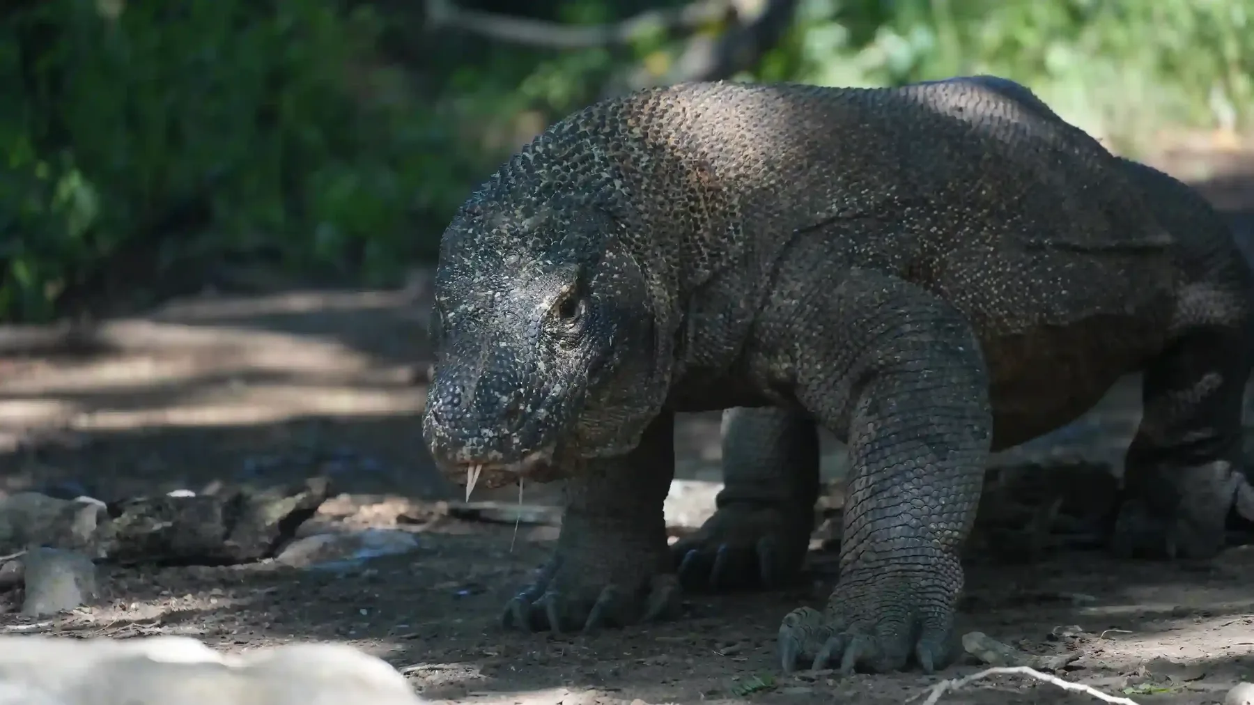 Close view of an adult Komodo dragon, Komodo National Park