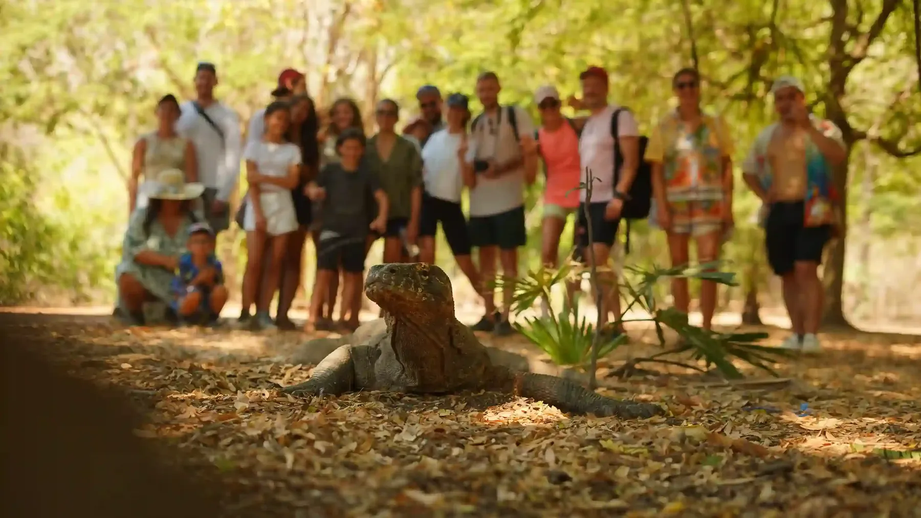 Komodo dragon on the trail in Komodo National Park