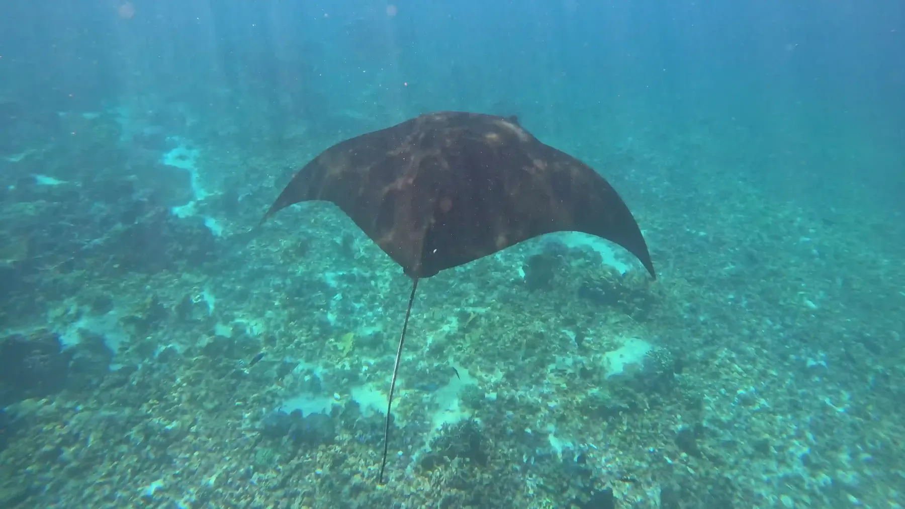 Reef manta ray gliding over the cleaning station at Manta Point, Komodo