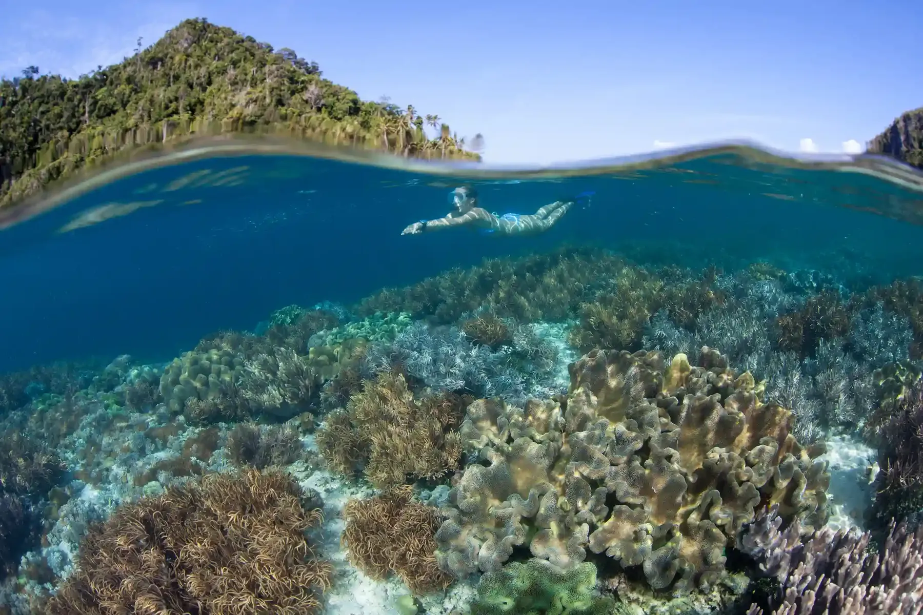 Snorkelling the house reef at Sebayur Island, Komodo