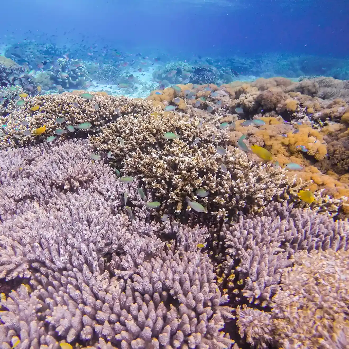 Underwater view of the coral shelf at Sebayur Island