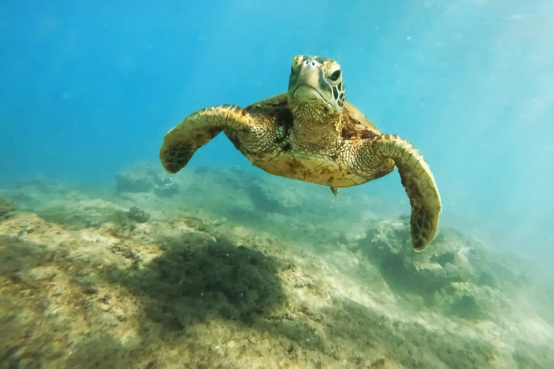 Green turtle over coral on a Komodo National Park reef